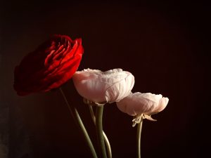 Morning Glory