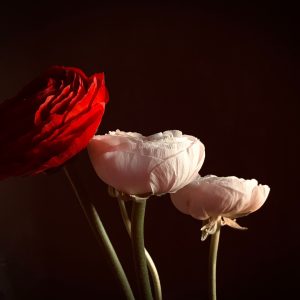 Morning Glory